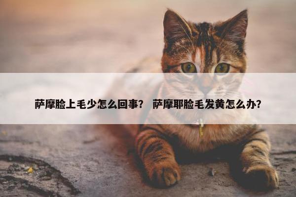 萨摩脸上毛少怎么回事？ 萨摩耶脸毛发黄怎么办？