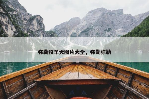 弥勒牧羊犬图片大全，弥勒弥勒