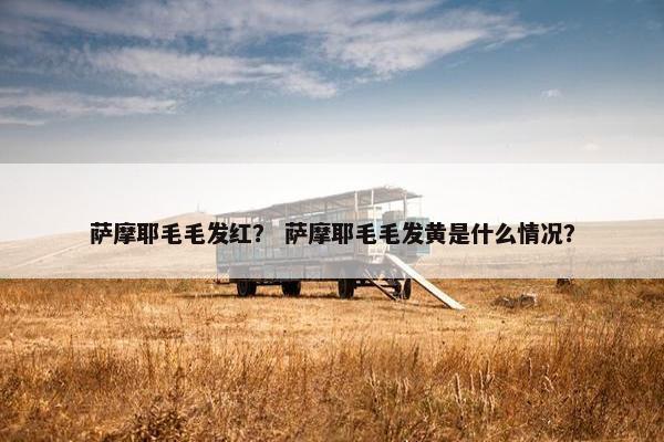 萨摩耶毛毛发红？ 萨摩耶毛毛发黄是什么情况？