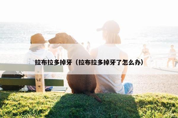 拉布拉多掉牙（拉布拉多掉牙了怎么办）