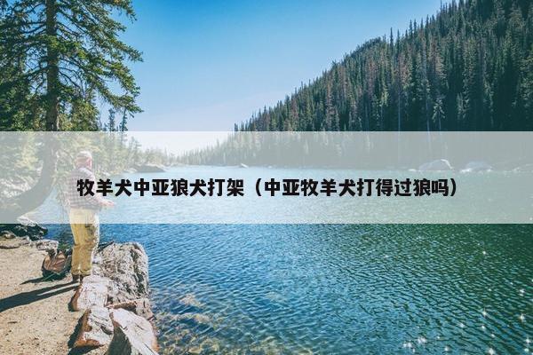 牧羊犬中亚狼犬打架（中亚牧羊犬打得过狼吗）