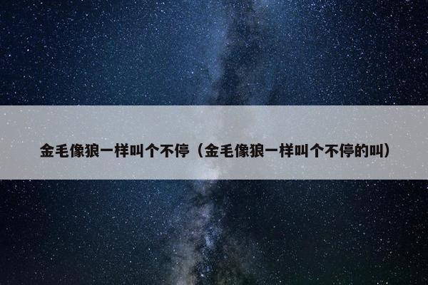 金毛像狼一样叫个不停（金毛像狼一样叫个不停的叫）