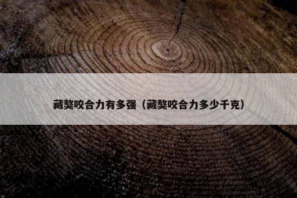 藏獒咬合力有多强（藏獒咬合力多少千克）