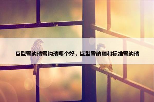 巨型雪纳瑞雪纳瑞哪个好，巨型雪纳瑞和标准雪纳瑞