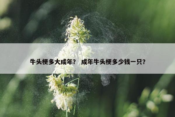 牛头梗多大成年？ 成年牛头梗多少钱一只？