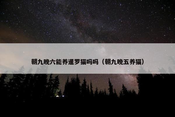 朝九晚六能养暹罗猫吗吗（朝九晚五养猫）