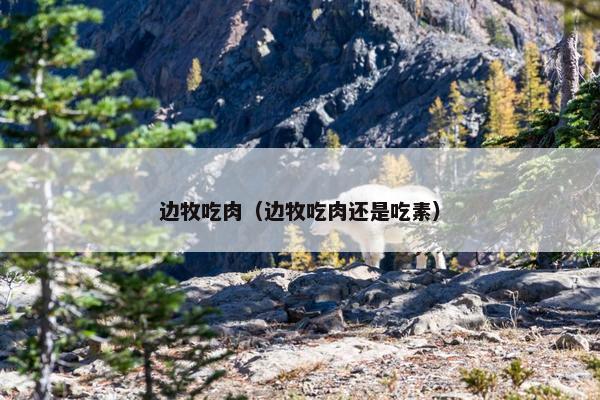 边牧吃肉（边牧吃肉还是吃素）