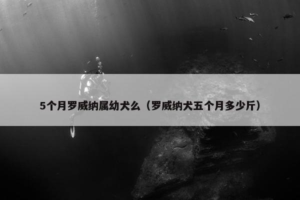 5个月罗威纳属幼犬么（罗威纳犬五个月多少斤）