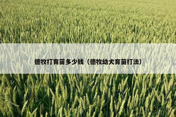 德牧打育苗多少钱（德牧幼犬育苗打法）