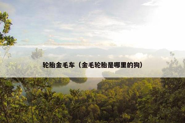 轮胎金毛车（金毛轮胎是哪里的狗）