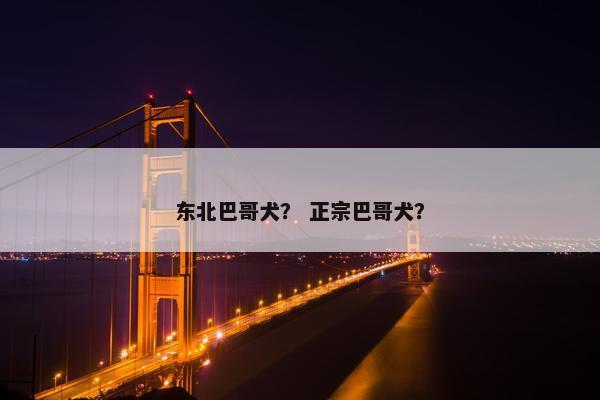 东北巴哥犬？ 正宗巴哥犬？