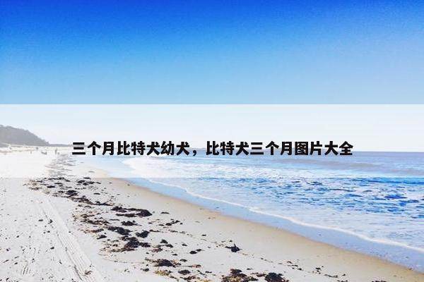 三个月比特犬幼犬，比特犬三个月图片大全