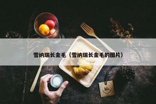 雪纳瑞长金毛（雪纳瑞长金毛的图片）