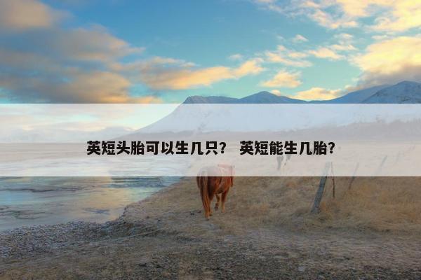 英短头胎可以生几只？ 英短能生几胎？