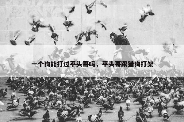 一个狗能打过平头哥吗，平头哥跟猎狗打架