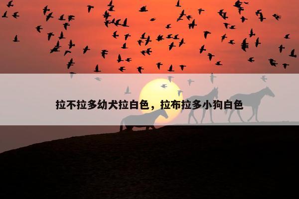拉不拉多幼犬拉白色，拉布拉多小狗白色