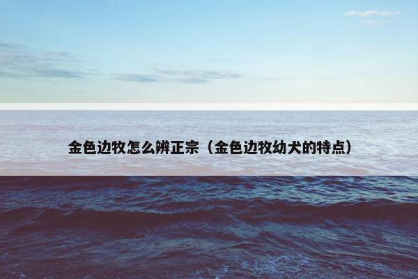 金色边牧怎么辨正宗（金色边牧幼犬的特点）