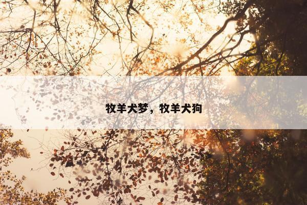 牧羊犬梦，牧羊犬狗