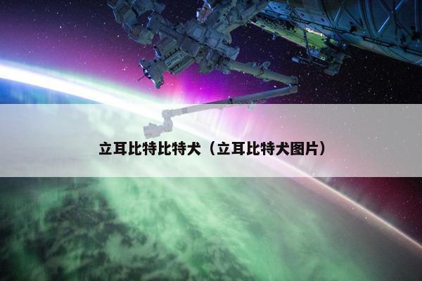 立耳比特比特犬（立耳比特犬图片）
