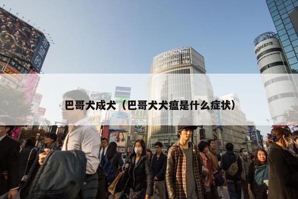 巴哥犬成犬（巴哥犬犬瘟是什么症状）
