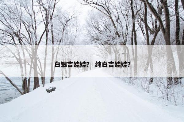 白银吉娃娃？ 纯白吉娃娃？
