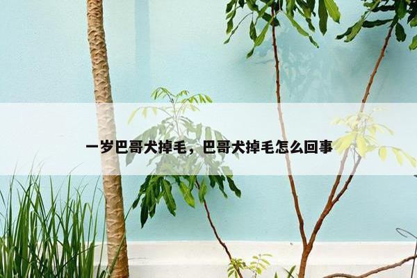 一岁巴哥犬掉毛，巴哥犬掉毛怎么回事