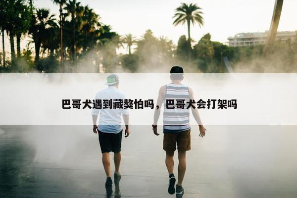 巴哥犬遇到藏獒怕吗，巴哥犬会打架吗