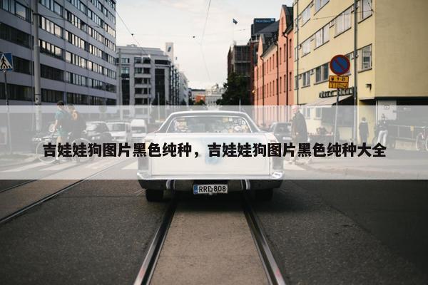 吉娃娃狗图片黑色纯种，吉娃娃狗图片黑色纯种大全