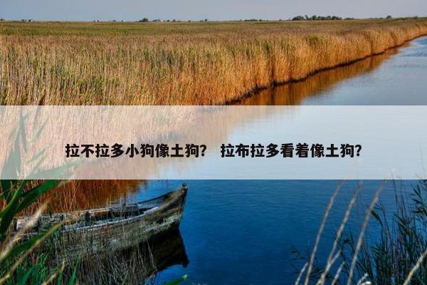 拉不拉多小狗像土狗？ 拉布拉多看着像土狗？