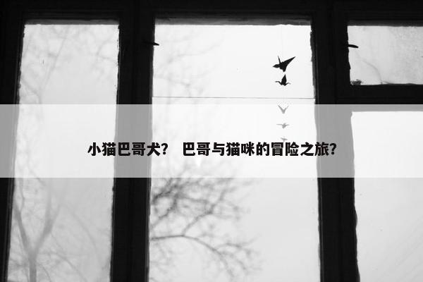 小猫巴哥犬？ 巴哥与猫咪的冒险之旅？