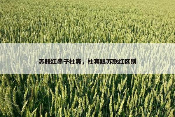 苏联红串子杜宾，杜宾跟苏联红区别