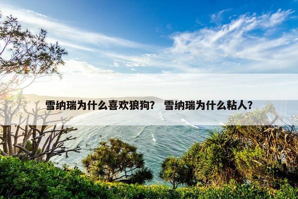 雪纳瑞为什么喜欢狼狗？ 雪纳瑞为什么粘人？