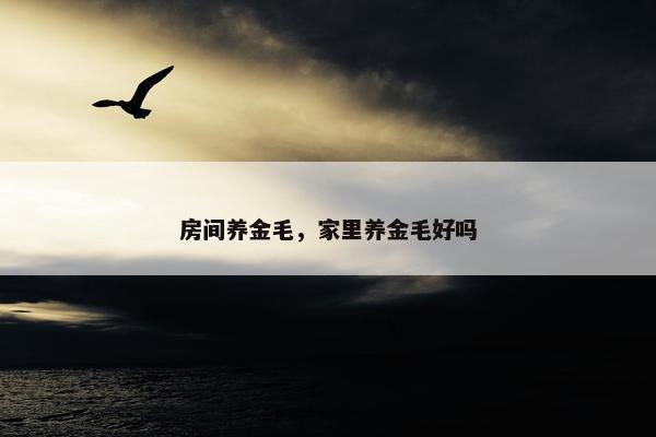 房间养金毛，家里养金毛好吗