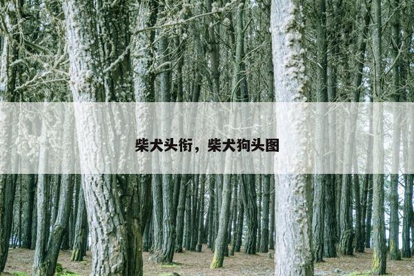 柴犬头衔，柴犬狗头图