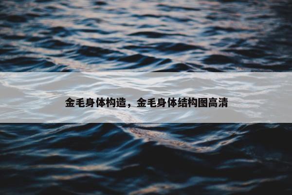 金毛身体构造，金毛身体结构图高清