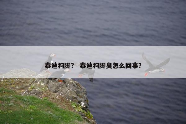 泰迪狗脚？ 泰迪狗脚臭怎么回事？