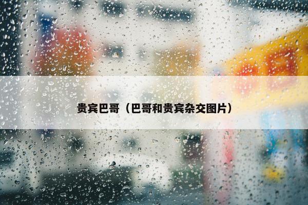贵宾巴哥（巴哥和贵宾杂交图片）
