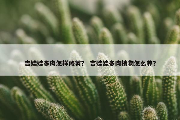 吉娃娃多肉怎样修剪？ 吉娃娃多肉植物怎么养？