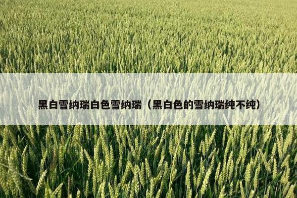 黑白雪纳瑞白色雪纳瑞（黑白色的雪纳瑞纯不纯）