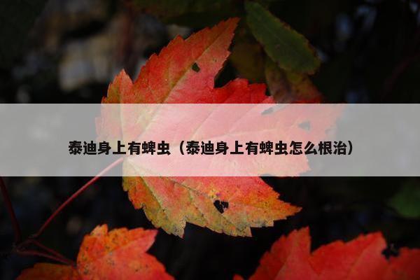 泰迪身上有蜱虫（泰迪身上有蜱虫怎么根治）