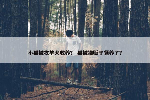 小猫被牧羊犬收养？ 猫被猫贩子领养了？