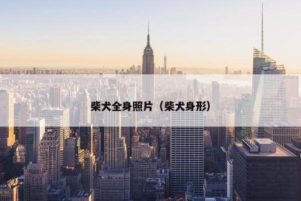 柴犬全身照片（柴犬身形）