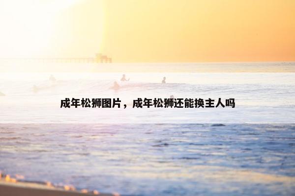 成年松狮图片，成年松狮还能换主人吗