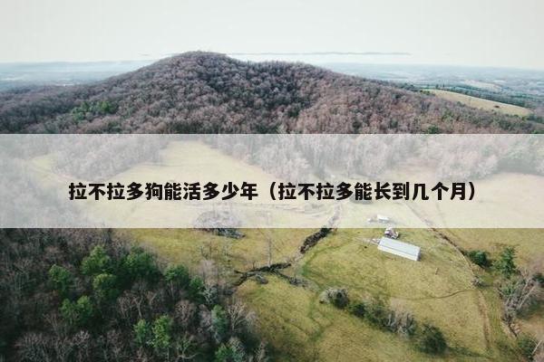 拉不拉多狗能活多少年（拉不拉多能长到几个月）