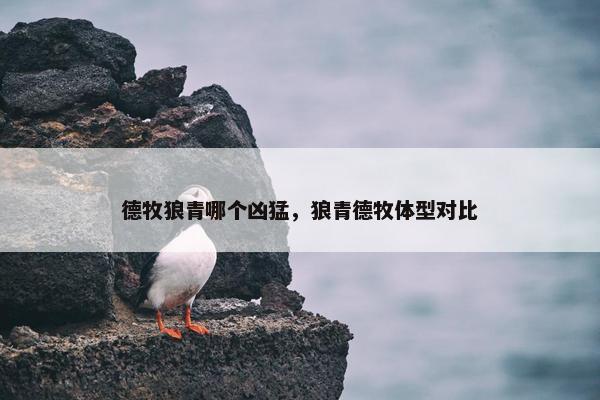 德牧狼青哪个凶猛，狼青德牧体型对比