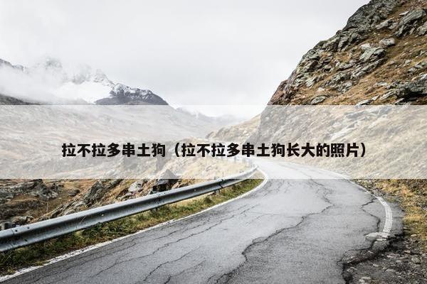 拉不拉多串土狗（拉不拉多串土狗长大的照片）