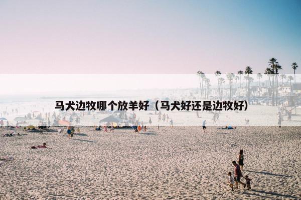 马犬边牧哪个放羊好（马犬好还是边牧好）