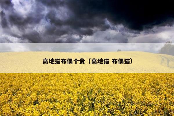 高地猫布偶个贵（高地猫 布偶猫）
