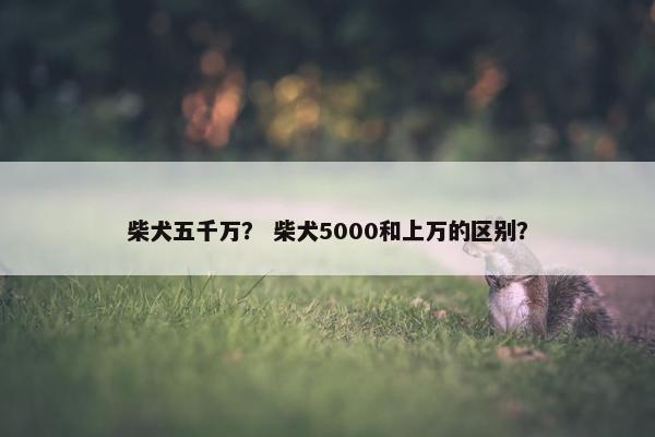 柴犬五千万？ 柴犬5000和上万的区别？