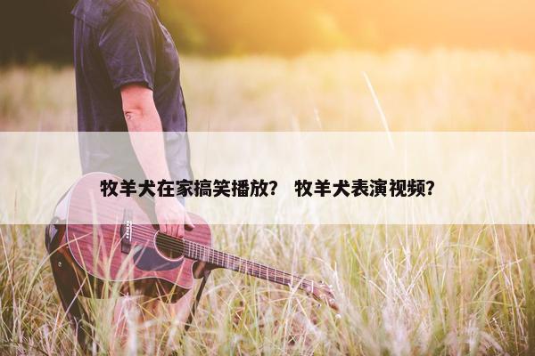 牧羊犬在家搞笑播放？ 牧羊犬表演视频？